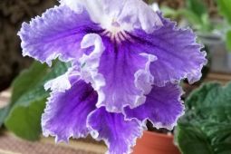 Streptocarpus-Tořivka