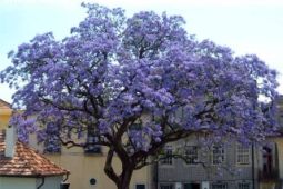 Paulownia Tomentosa - zakořeněná sazenice.