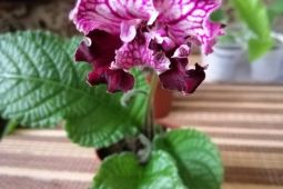 Streptocarpus-Tořivka