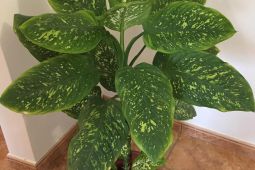 Difenbachie, vzrostlé, dekorativní