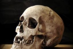 Lidská lebka (human skull replica)