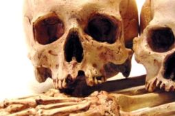 Repliky lidských lebek a kostí v životní velikosti