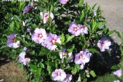 IBIŠKY Syrské venkovní mrazuvzdorné 4 barvy květů - levně