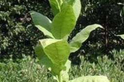 Semena tabáku kvalitních odrůd